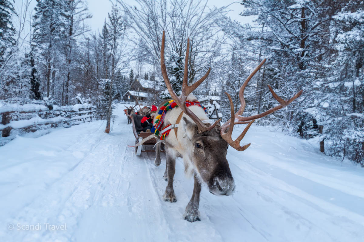 Tourist enjoying a traditional reindeer sleigh ride through the snowy landscape of Lapland.
