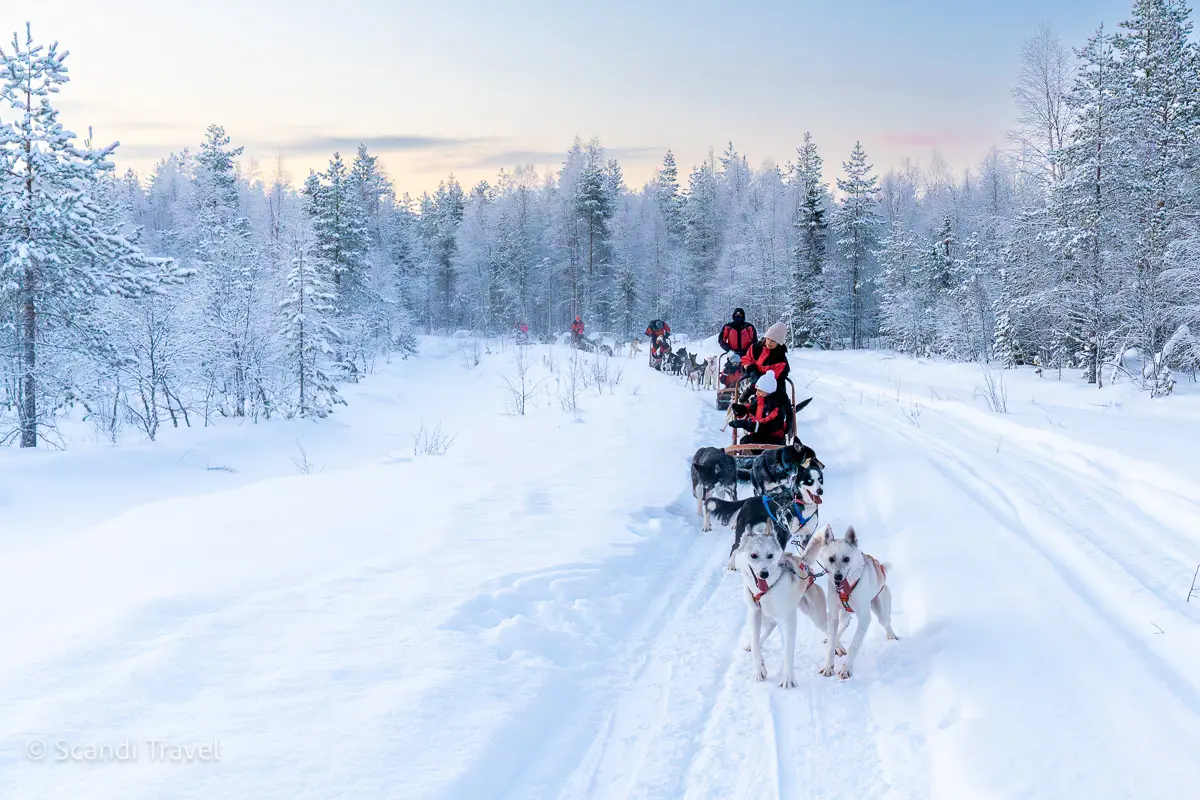 Husky sledding adventure through snowy Lapland forest in winter
