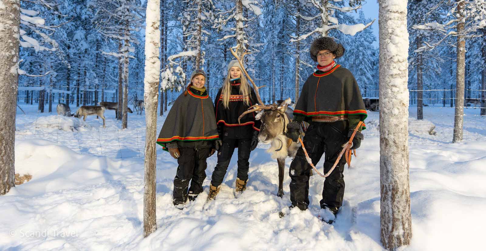 Group of young adults, two women and two men, in winter gear, leading a reindeer in the snowy landscape of Lapland, perfect for winter travel enthusiasts