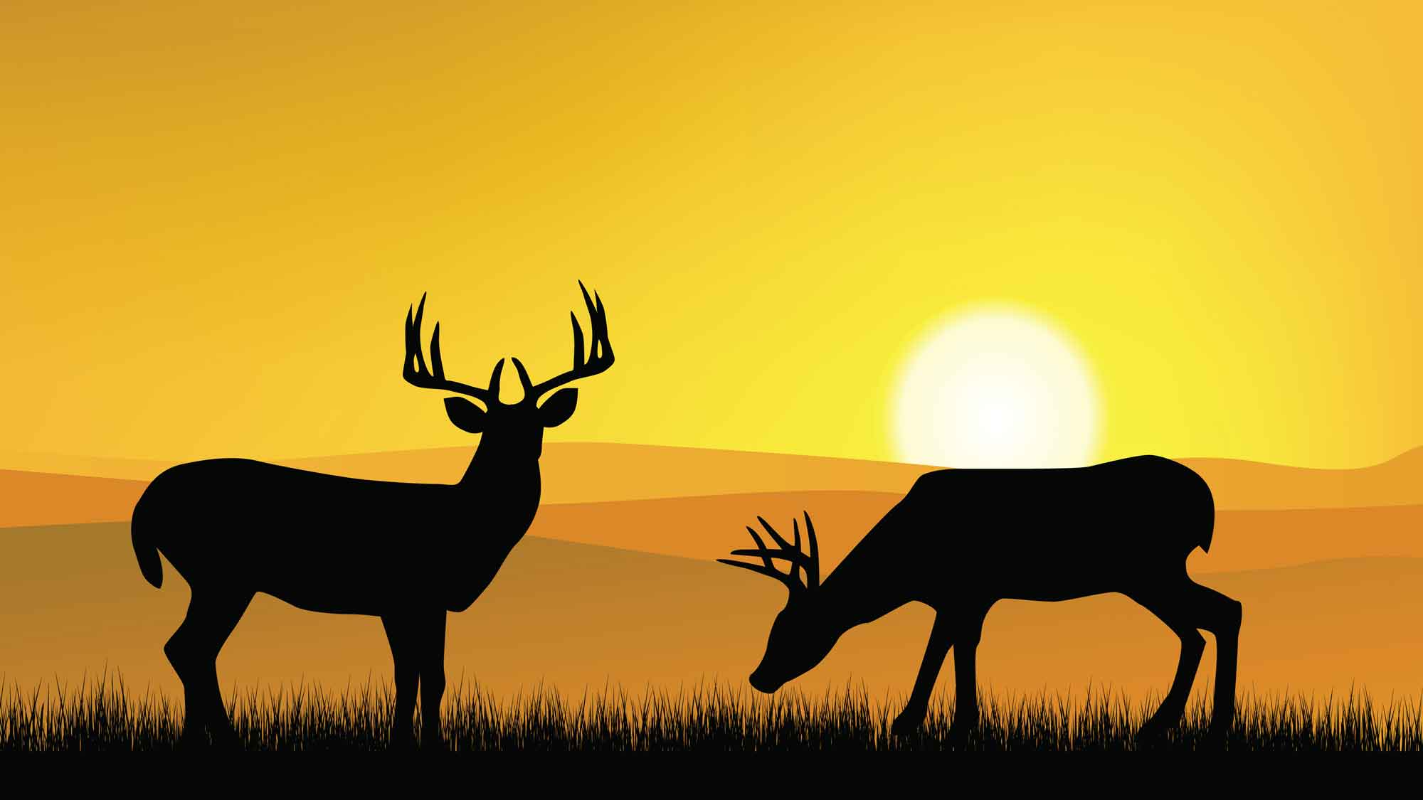 Image of reindeers in Lapland during the summer time