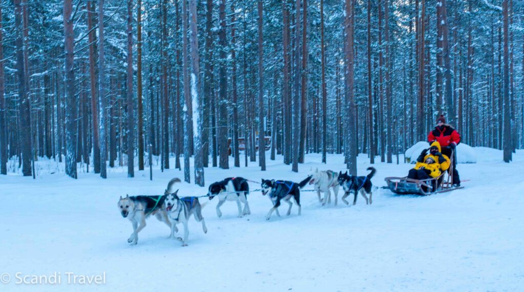 Exciting husky sled ride through snowy Norway landscape with Scandi Travel
