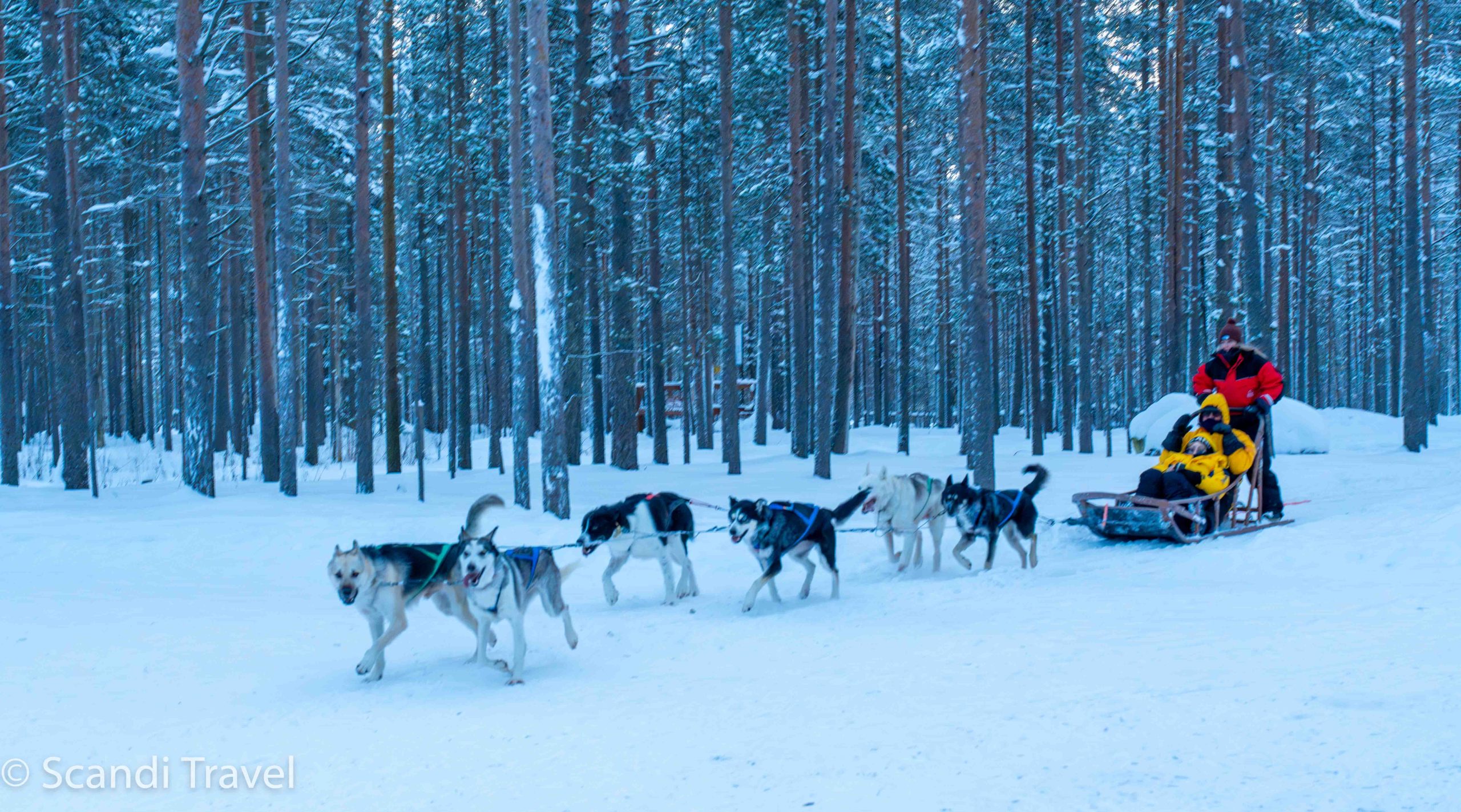 Exciting husky sled ride through snowy Norway landscape with Scandi Travel