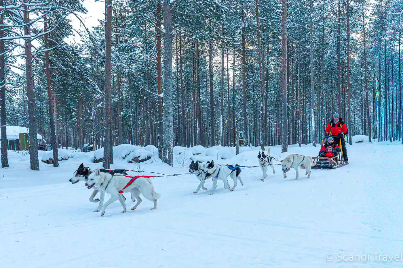 Family enjoying husky safari dog sledding through snowy forest in Lapland