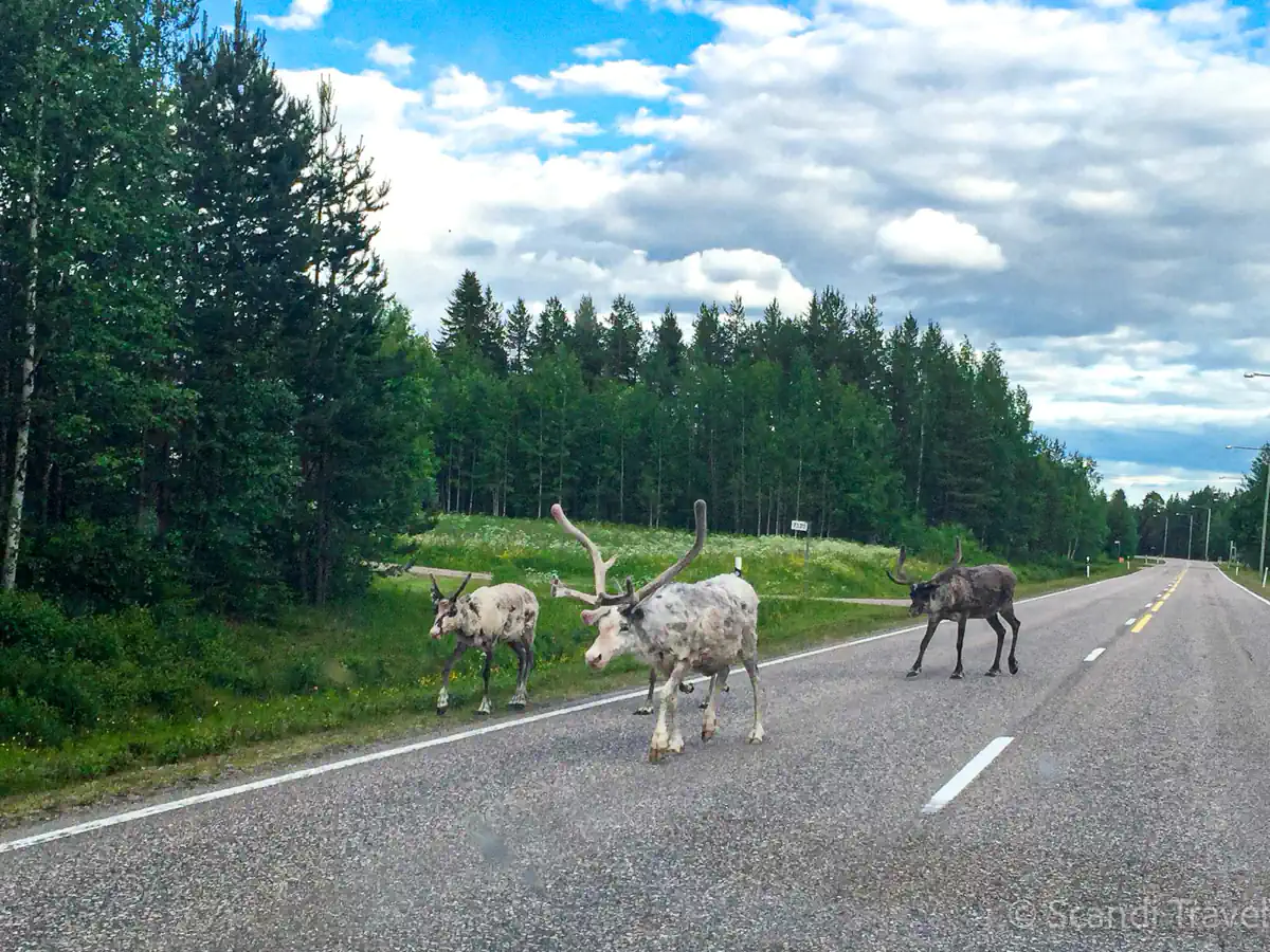 Wild reindeer crossing the road in Finnish Lapland on a summer day