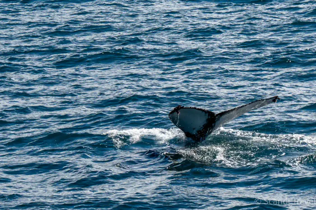 Humpback whale tail above the ocean surface during Scandi Travel whale watching tour in Iceland