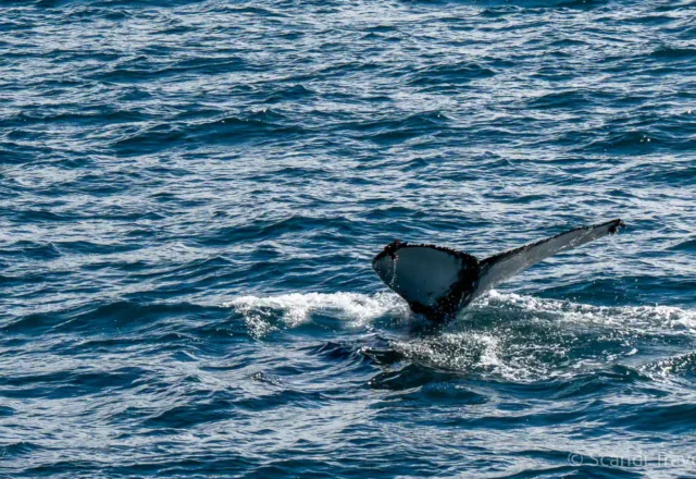 Humpback whale tail above the ocean surface during Scandi Travel whale watching tour in Iceland