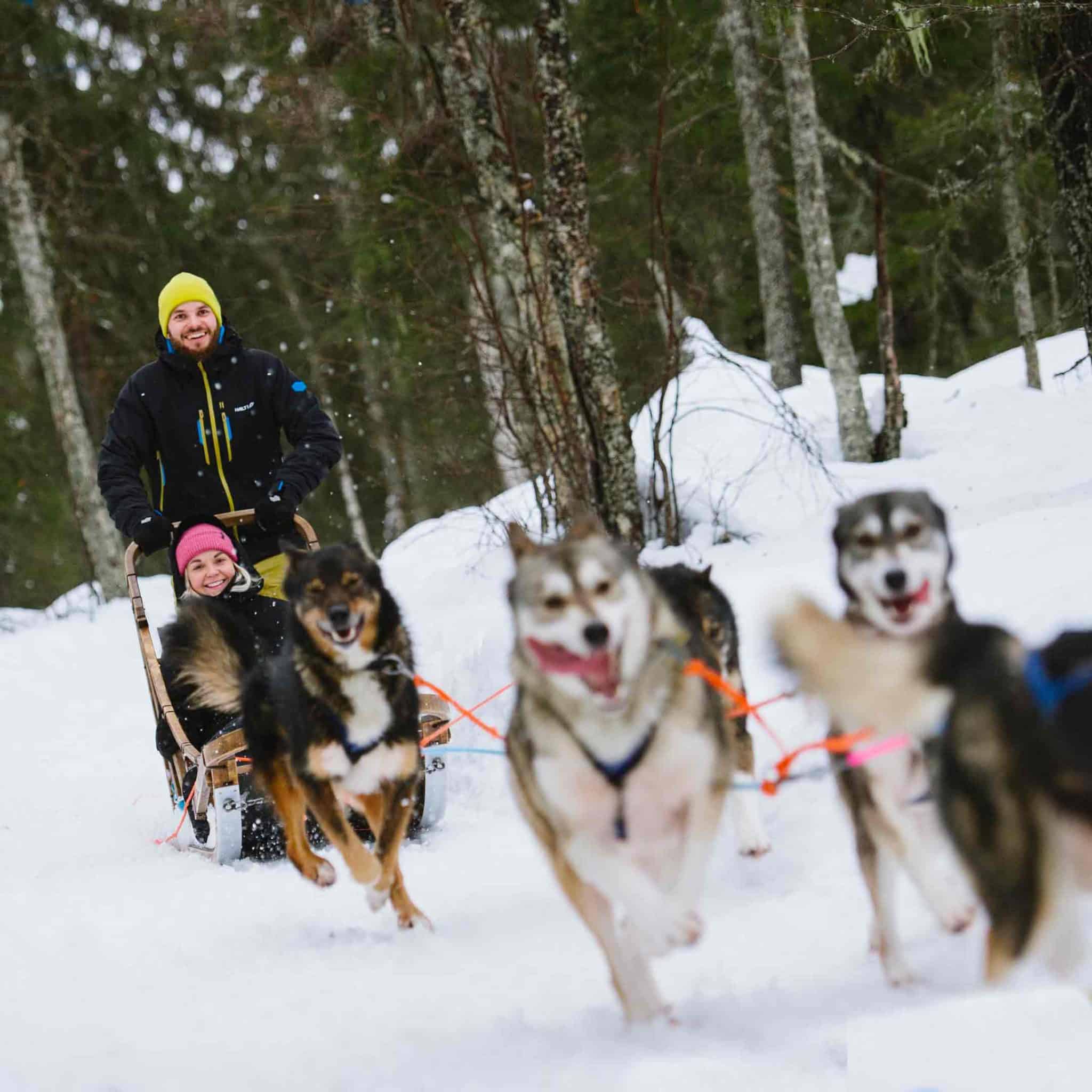 Husky Safari Husky Ranch 2025 Happy Trail 45 Minute Self Driven