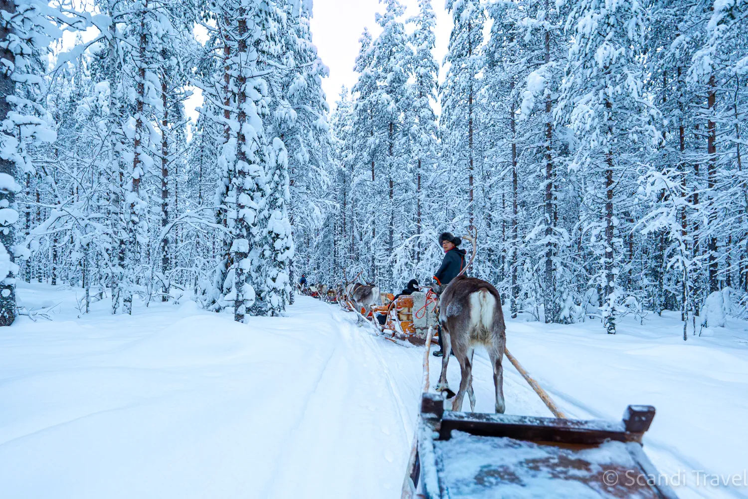 Reindeer sleigh ride through snowy forest in Finnish Lapland near Rovaniemi on a Northern Lights tour