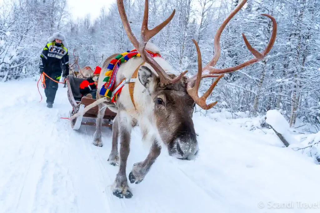 Reindeer sleigh ride through snowy Lapland forest during the Arctic Adventure tour in Finland and Norway