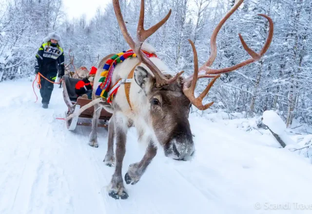 Reindeer sleigh ride through snowy Lapland forest during the Arctic Adventure tour in Finland and Norway