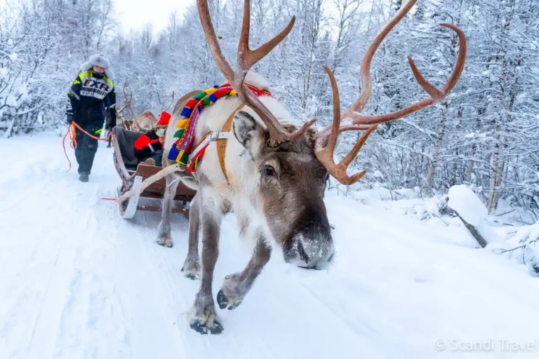 Reindeer sleigh ride through snowy Lapland forest during the Arctic Adventure tour in Finland and Norway