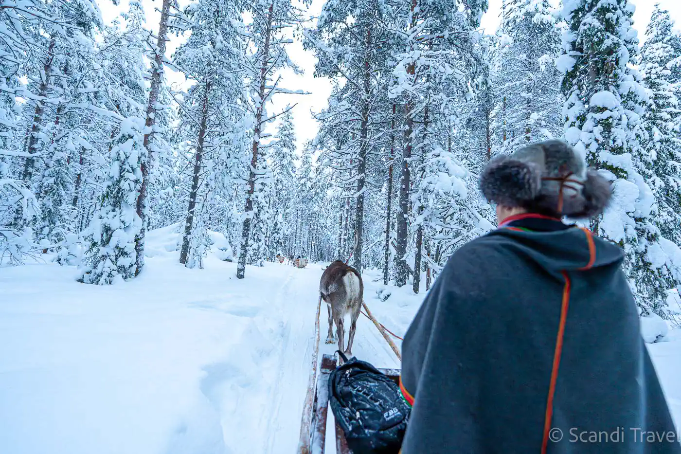 Person riding a reindeer-drawn sleigh through a sunlit, snow-covered pine forest in Lapland