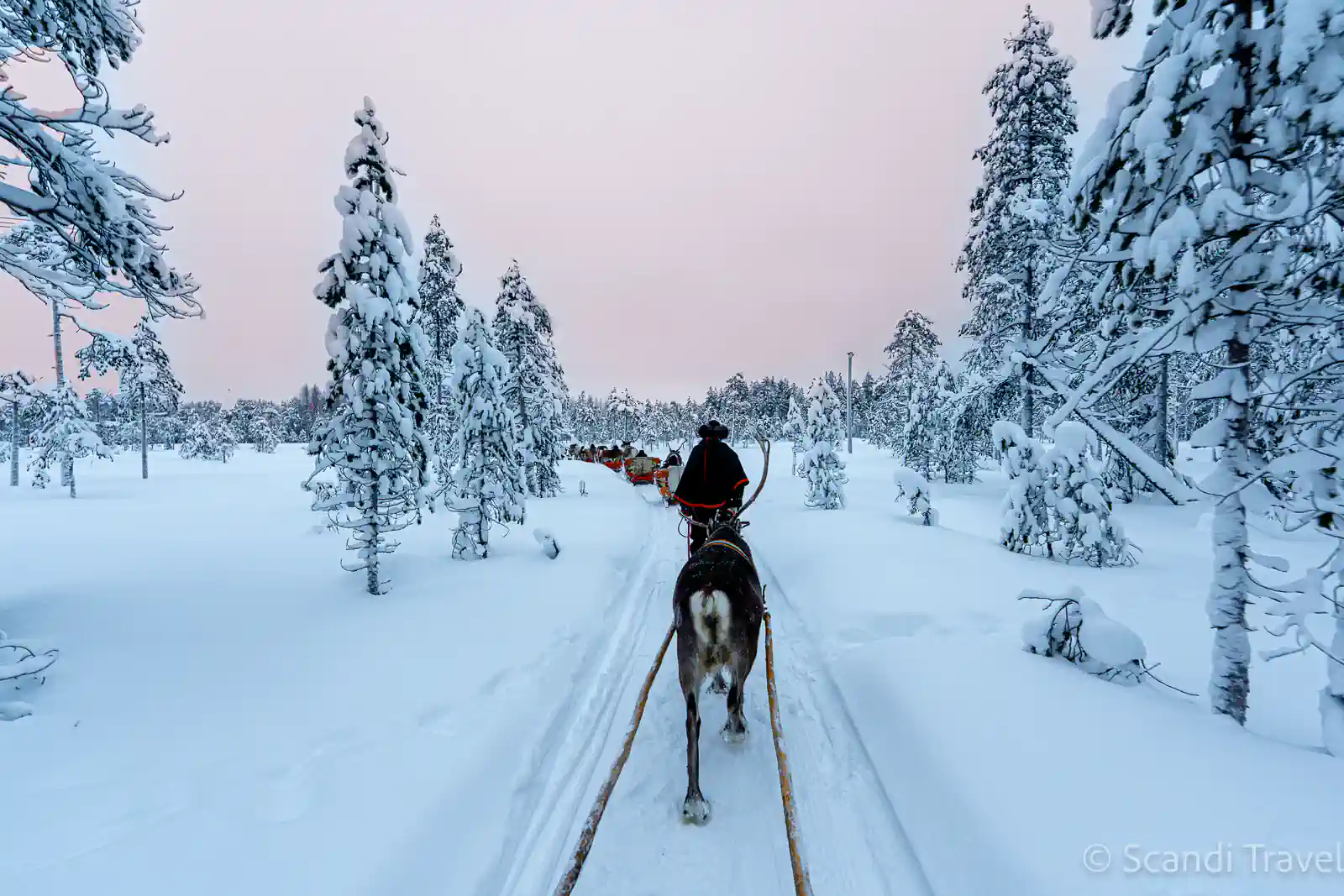 Reindeer safari in Lapland through snowy forest at sunrise