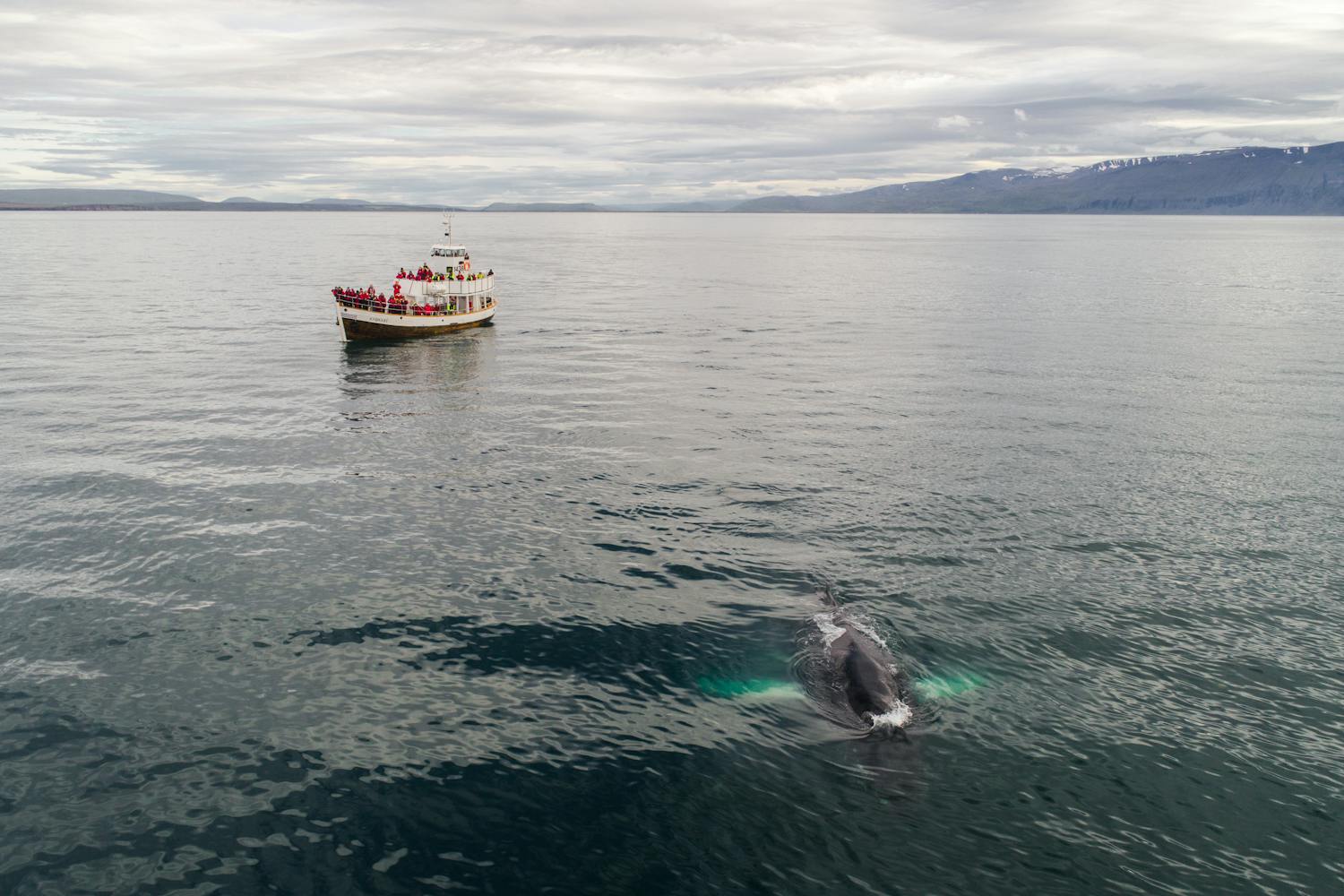 Humpback whale near boat in Iceland