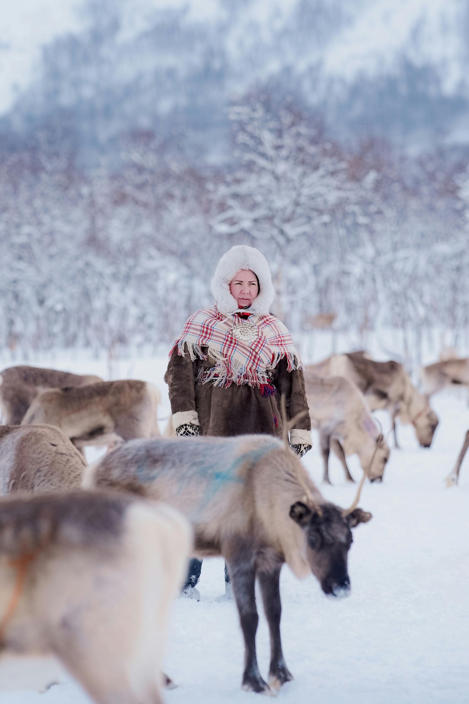 Sami Herder with Reindeer in Arctic Norway Winter