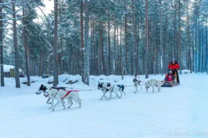 Family husky safari sled ride through a snowy pine forest in Finnish Lapland on a Scandi Travel winter tour