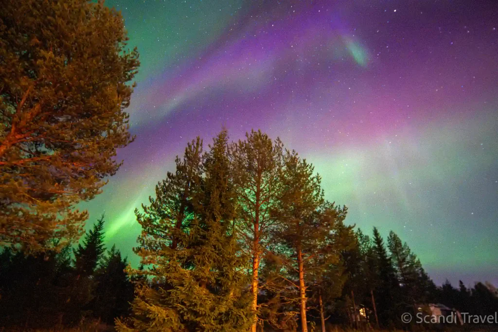 Purple and green Northern Lights swirling above a pine forest in Finnish Lapland during an equinox aurora display