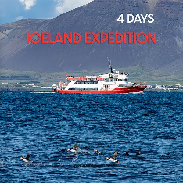 Iceland expedition boat tour with puffins and scenic mountain view