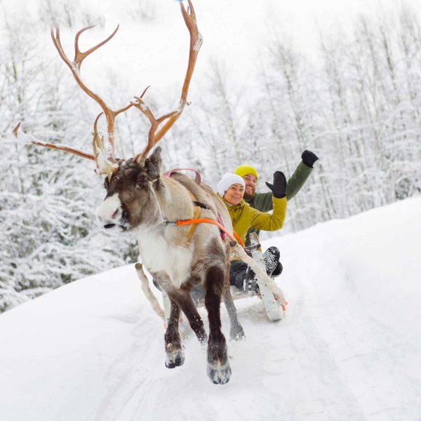 reindeer-safari-lapland